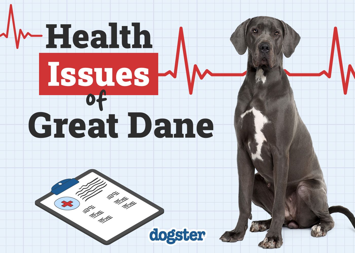 Dogster_Health Problems of Great Dane