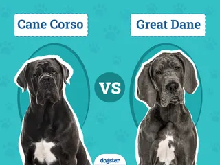 Cane Corso vs Great Dane: The Differences (With Info & Pictures)