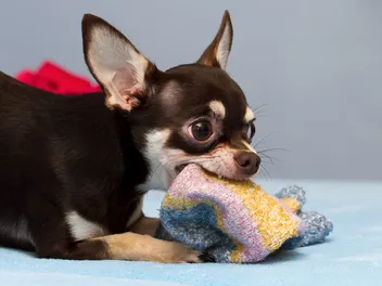 Why Do Dogs Like Stinky Things? Smelly Stuff They Love