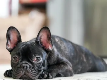 Is a French Bulldog Good for a First-Time Dog Owner? Breed Pros & Downsides