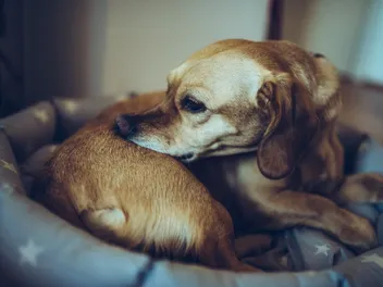 Bed Bugs and Dogs: Vet-Reviewed Facts & Removal Guide