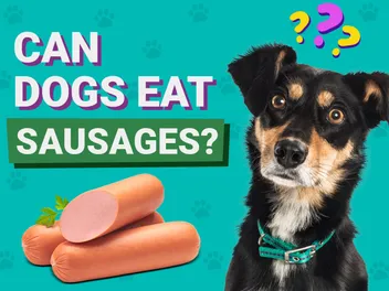 Can Dogs Eat Sausages? Vet-Verified Facts & FAQ