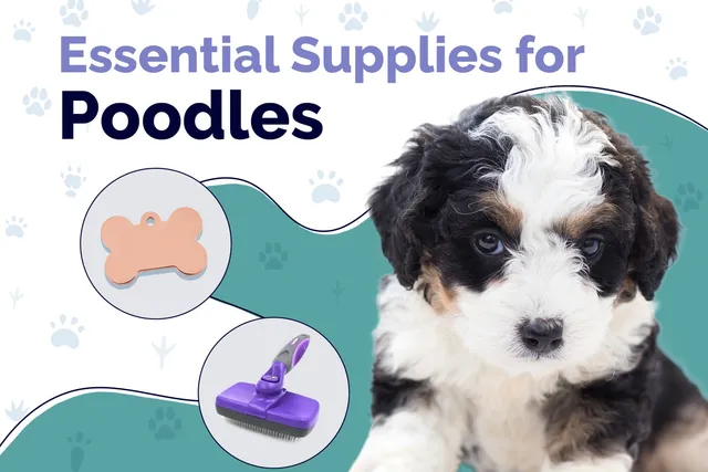 18 Essential Poodle Supplies to Get You Started: 2026 Vet-Reviewed Guide