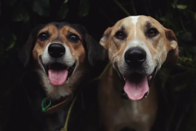 Meet Rosa & Machado, Our Adorably Cheeky Rescue Pups