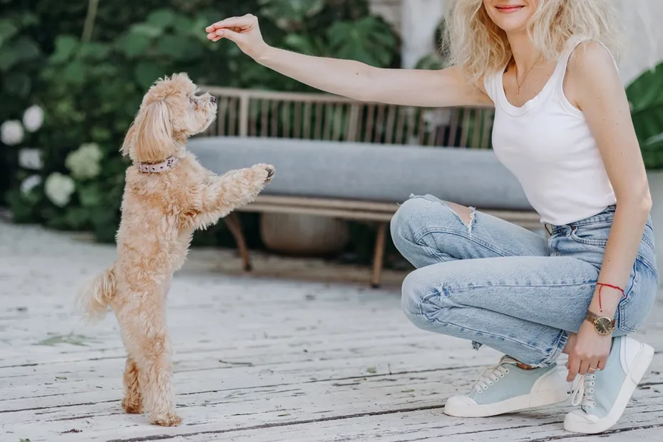 Woman giving treats to a Maltipoo in the park