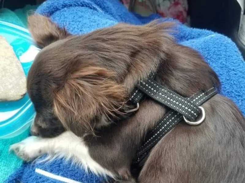 Penny's post-traumatic experience nap on the way home.