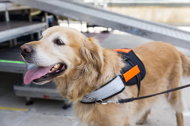 Florida Fake Service Dog Laws: Legalities & Ethics (Vet-Verified)