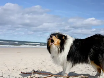 Top 5 Dog-Friendly Beaches in Connecticut: 2026 Guide