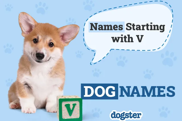 145 Dog Names Starting With V: Versatile Ideas for Your Furry Friend