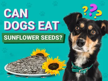 Can Dogs Eat Sunflower Seeds? Vet Approved Nutrition Facts & FAQ