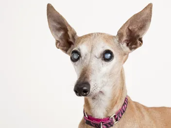 Cataracts in Dogs: Vet-Verified Signs, Causes & Treatment