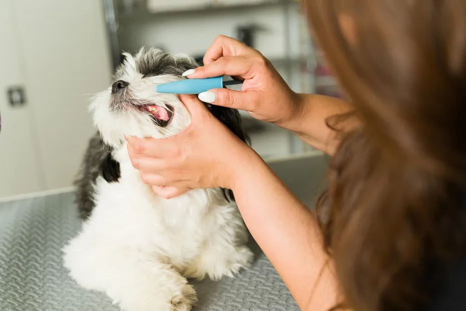 Professional groomer checking the teeth of a Shih Tzu puppy