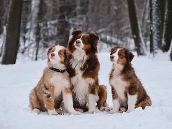 Will An Australian Shepherd Get Along With Other Dogs? 5 Socialization Tips