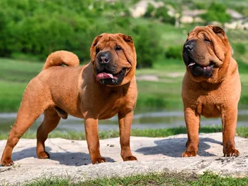 How to Train a Shar Pei: 12 Vet-Verified Tips & Tricks
