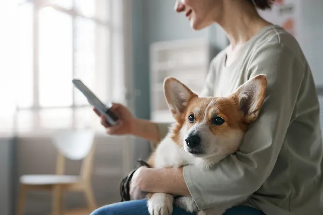 How Safe Are Low-Cost or Free Spay & Neuter Surgeries for Dogs? (Vet-Verified)
