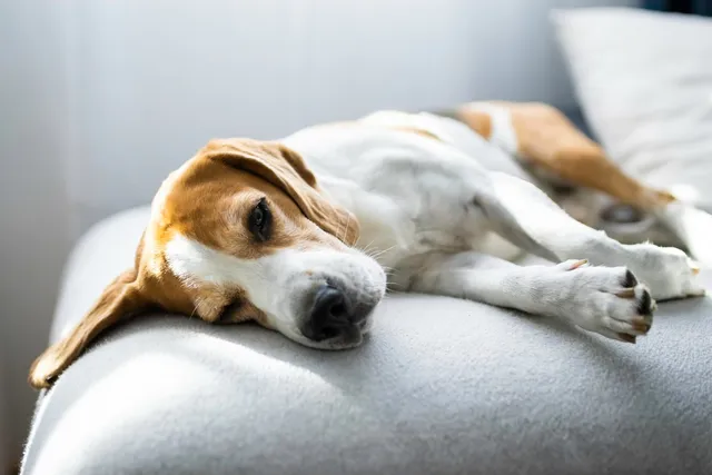 What Can Trigger a Seizure in a Dog? Our Vet Explains Signs, Causes & Treatment