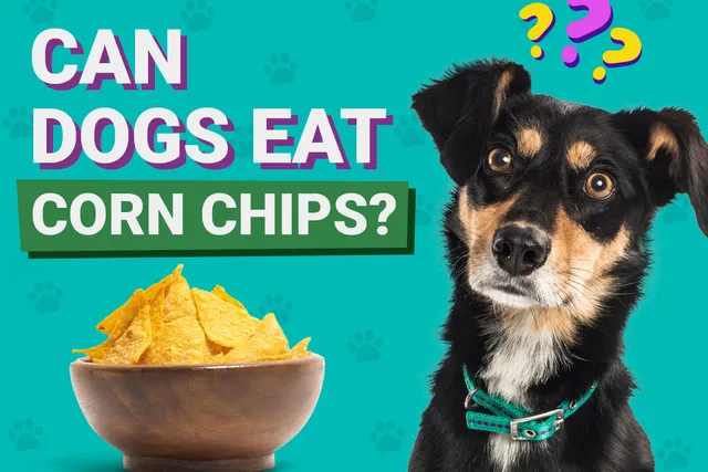 Can Dogs Eat Corn Chips? Vet-Verified Info, Risks & Alternatives