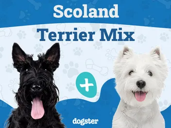 Scoland Terrier (Westie & Scottie Mix): Info, Pictures, Care & More