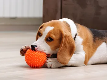How to Stop Resource Guarding in Puppies: Vet-Verified Training & Care Tips