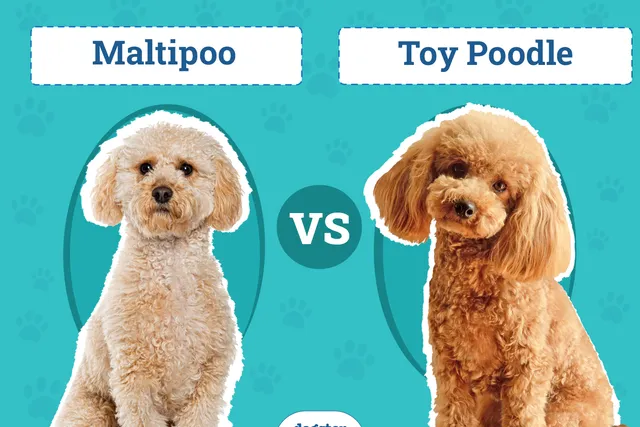 Maltipoo vs Toy Poodle: The Differences (With Pictures)