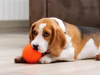 7 Best Teething & Chew Toys for Puppies in 2026 - Reviews & Top Picks