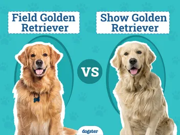 Field Golden Retriever vs Show Golden Retriever: Main Differences (With Pictures)