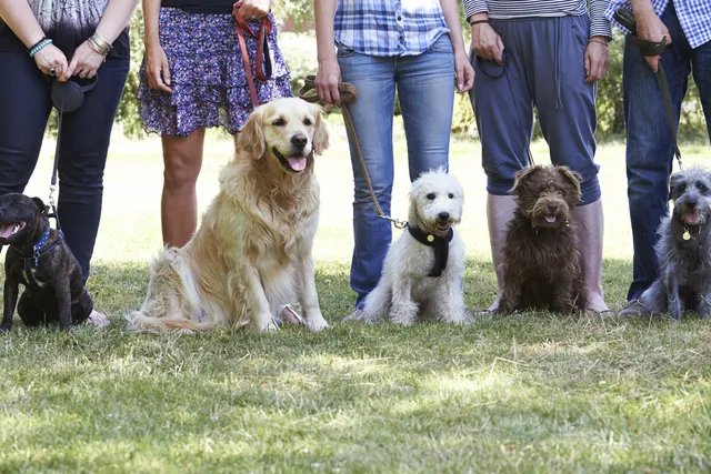 Dog Bootcamp: Is It Right for You & Your Dog? Vet-Reviewed Factors