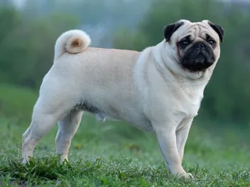 Why Do Pugs Have Curly Tails? 4 Possible Reasons