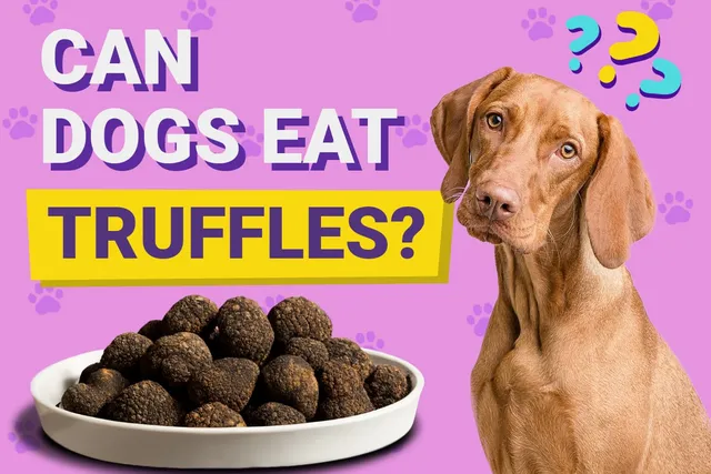 Can Dogs Eat Truffles? Vet Reviewed Risks & Benefits