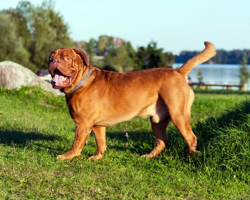 dogue-de-bordeaux-dog-walking-in-the-grass