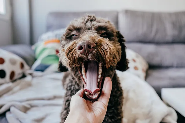 15 Home Remedies for Dog Breath (Vet-Verified)