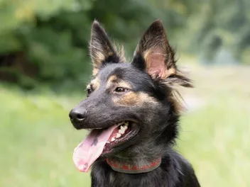 Do Dogs Sweat? How Do They Cool Down? Vet-Verified Facts