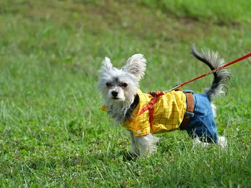 Fourche Terrier (Westie & Yorkie Mix): Info, Pictures & Care Guide
