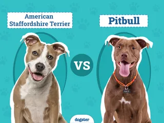 American Staffordshire Terrier vs Pit Bull: The Differences (With Pictures)