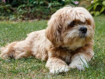 Be-Apso (Beagle & Lhasa Apso Mix) Dog Breed: Info, Pictures, Temperament & Care