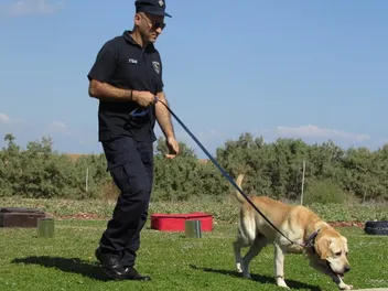 What Happens to Dogs That Fail Police Training? Facts & FAQ