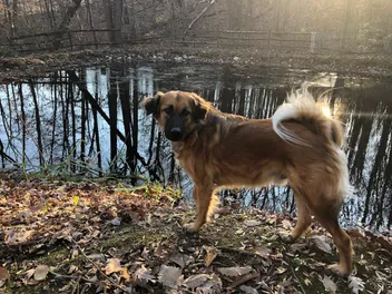 Did a Weekend Trip Make My Dogs Think They Were Abandoned? Apparently, Yes!