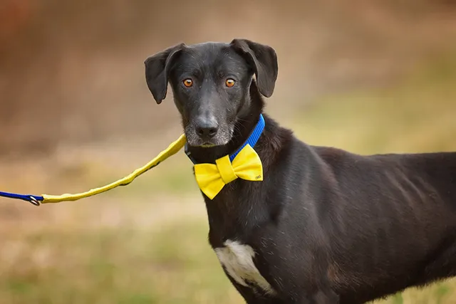 7 DIY Dog Bow Tie Patterns & How-to Guides (With Pictures)