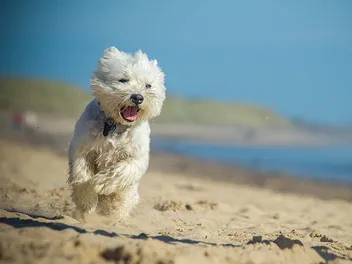 10 Sunny Dog-Friendly Beaches in Long Island (2026 Update)