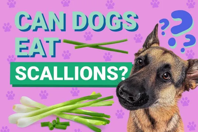 Can Dogs Eat Scallions? Vet-Verified Nutrition Facts & Risks