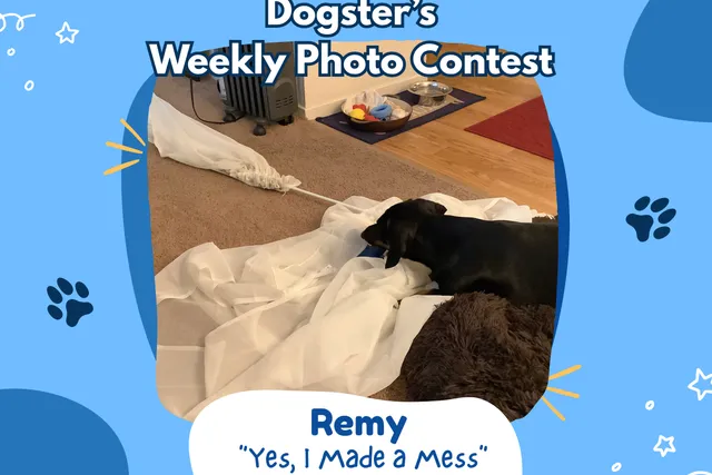 Dogster’s Weekly Photo Contest Winners: Yes, I Made a Mess (August 3, 2026)