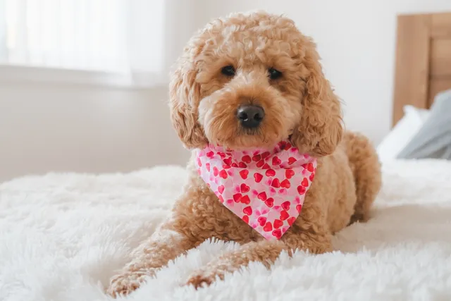Cost of Owning a Dog in Australia (2026 Price Guide)