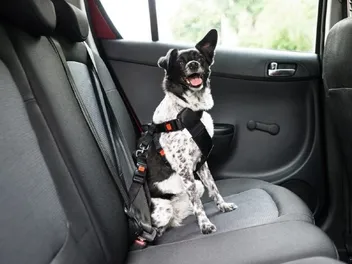 How Hot Is Too Hot for a Dog in a Car? Vet-Approved Risks & Safety Facts