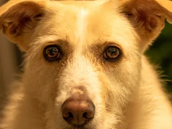Dilated Pupils in Dogs: 7 Vet-Reviewed Reasons & Prevention Tips