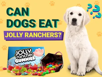 Can Dogs Eat Jolly Ranchers? Vet Approved Facts & FAQ