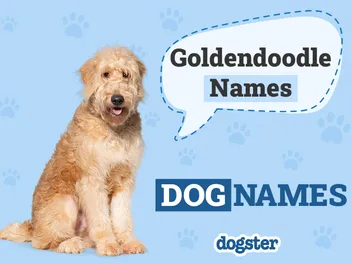 325+ Adorable Goldendoodle Names