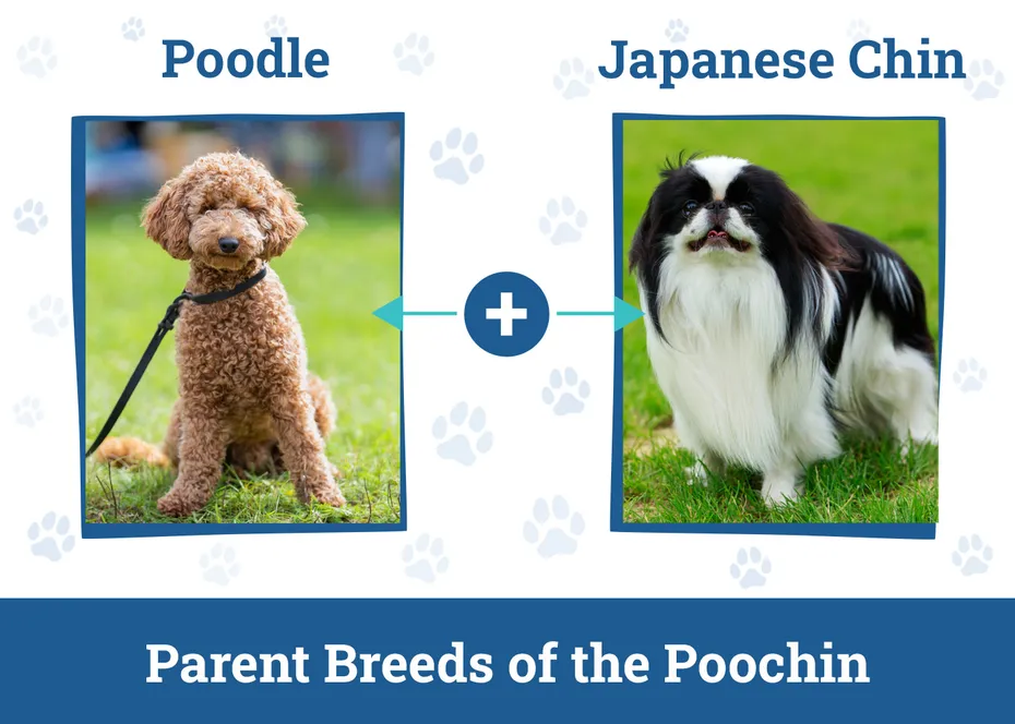Parent Breeds of the Poochin