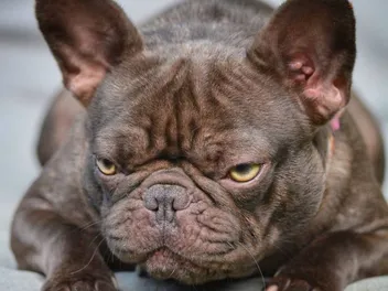 Chocolate French Bulldog: Info, Pictures, Origin & History