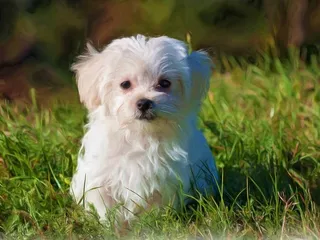 How Long Do Maltese Dogs Live? Vet-Verified Lifespan, Data & Care Guide