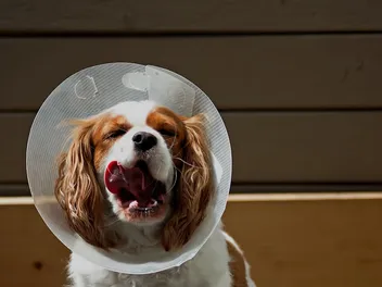 When to Take a Cone Off a Dog After Neutering: Vet-Verified Care Tips